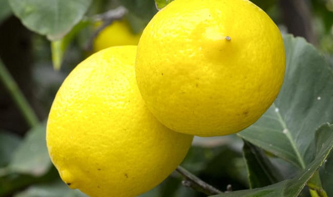 citrons sur l'arbre