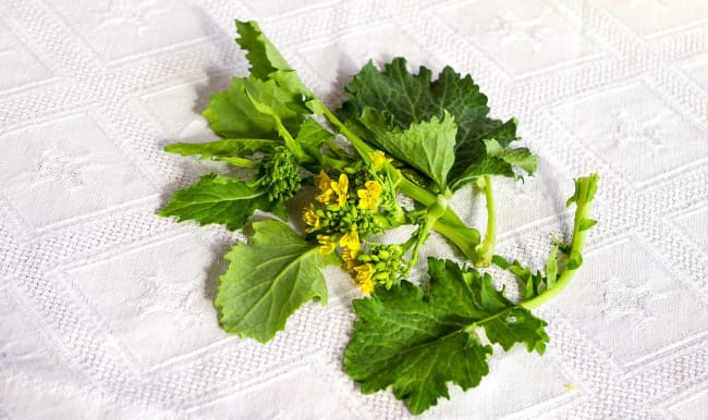 Branche de cime di rapa sur fond blanc