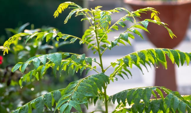 Feuilles de curry