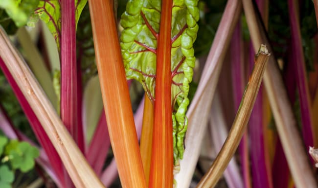 Côtes de blettes colorées