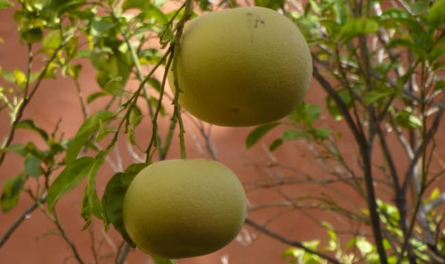 Bergamote