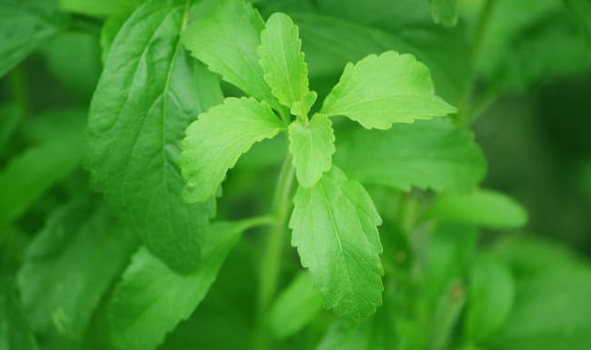 Feuilles de stevia