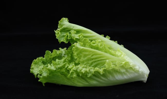 Laitue romaine appelée aussi salade romaine