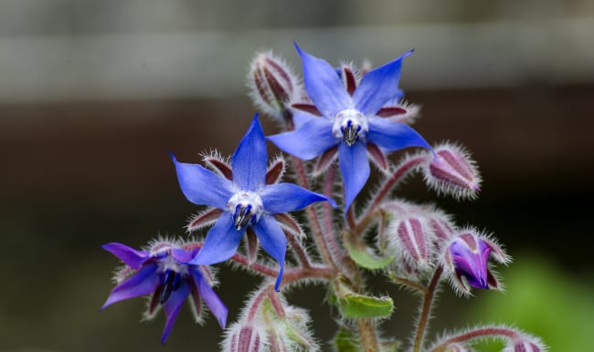 Fleurs de bourrache