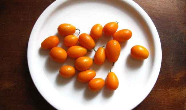 kumquat