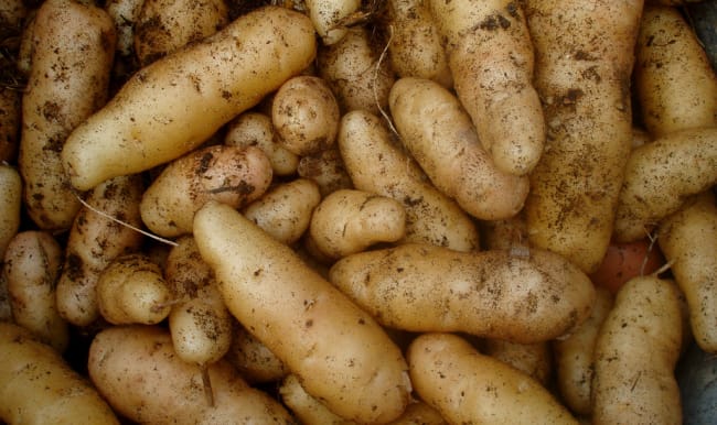 Pommes de terre fraîchement récoltées