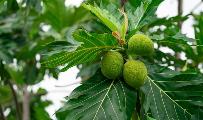 Fruit à pain dans un arbre à pain