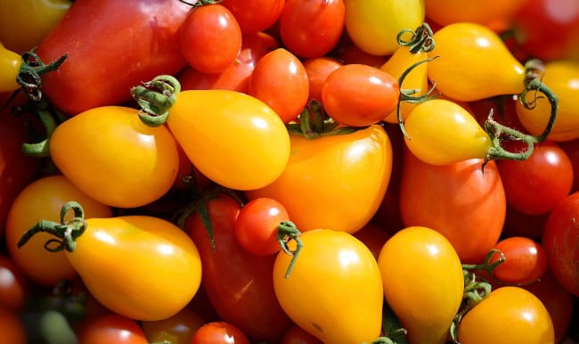 Tomates jaunes et rouges