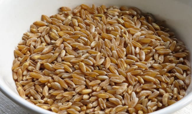 Grains de kamut