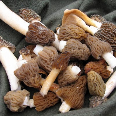 morilles