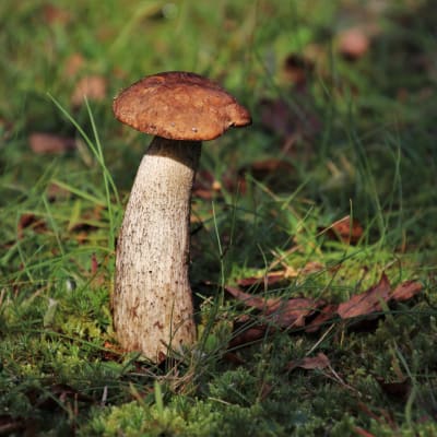 champignons des bois