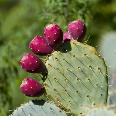 nopal