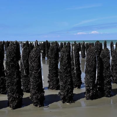 moules de bouchot