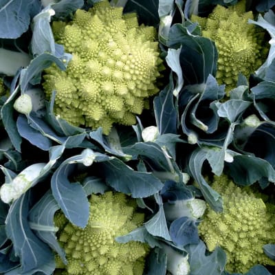 chou romanesco