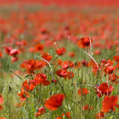 coquelicot