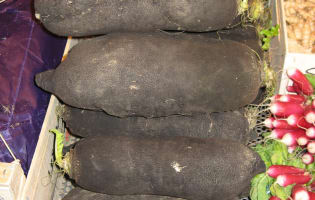 Radis noirs et radis roses