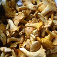 girolles