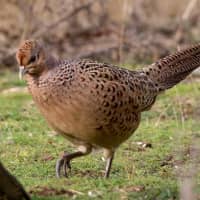 poule faisane