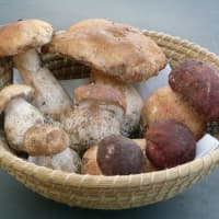 cèpes