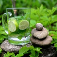 menthe fraîche