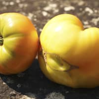 tomate ananas