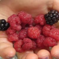 fruits des bois