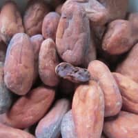 cacao cru