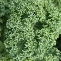 chou kale
