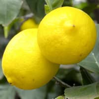 citron