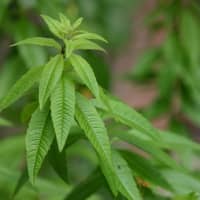 verveine