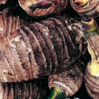 taro