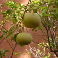 bergamote