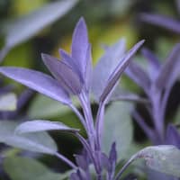 basilic pourpre