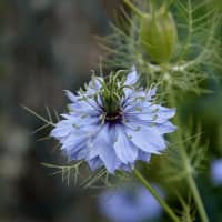 nigelle
