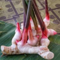 galanga