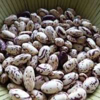 haricots borlotti