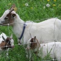 chevreau