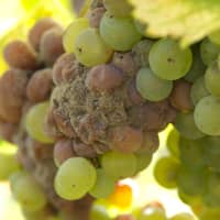 Sauternes