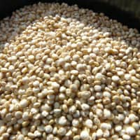 quinoa