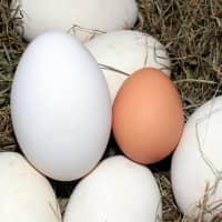 oeufs d'oie