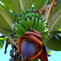 biomasse de banane verte