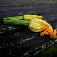 beignet de fleur de courgette