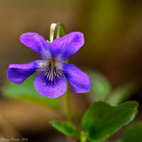 violette