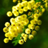 mimosa