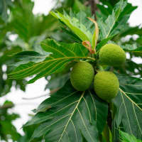 fruit à pain