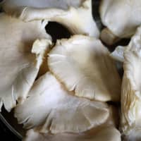 pleurotes