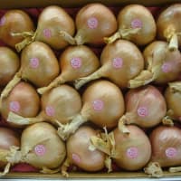 oignons de Roscoff