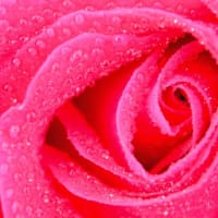 eau de rose