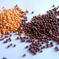 graines de moutarde