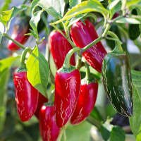 jalapeno